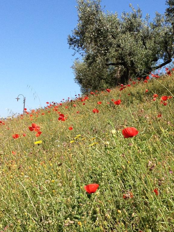 Il Poggio Delle Ginestre Vendégház Torgiano Kültér fotó