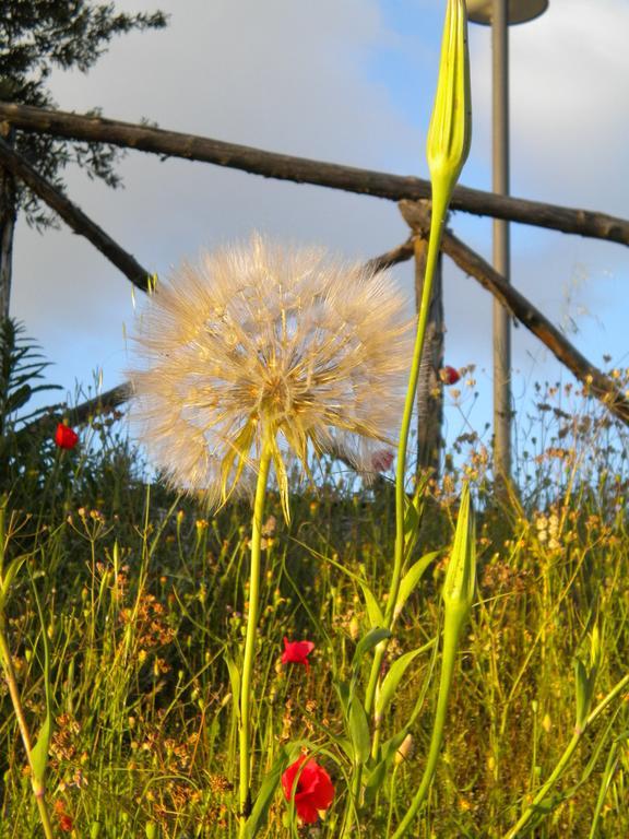Il Poggio Delle Ginestre Vendégház Torgiano Kültér fotó